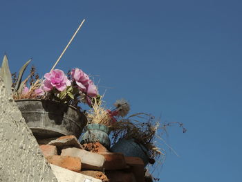 Low angle view of pink flowers against clear blue sky