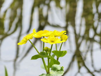 Close-up of yellow flower