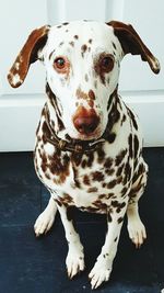 Close-up portrait of dog