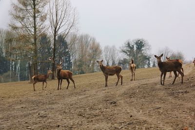 Herd of deer on field against clear sky