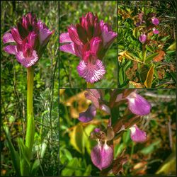 Close-up of pink flowers