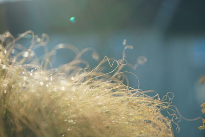 Close-up of grass on field during sunny day