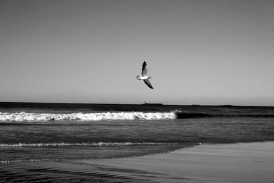 Low angle view of seagull flying above beach