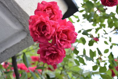 Close-up of pink rose