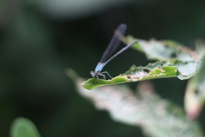 Close-up of damselfly on plant