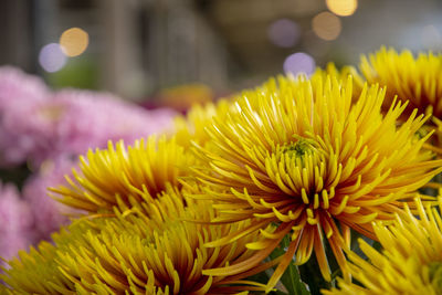 Close-up of yellow flowering plant