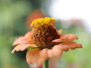 Close-up of flowering plant