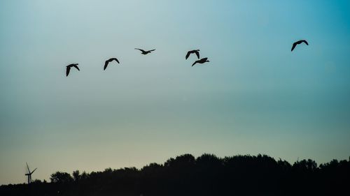 Low angle view of silhouette birds flying in sky