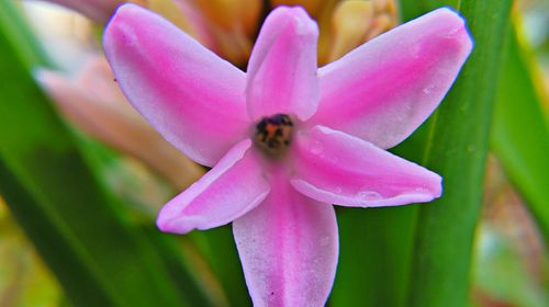 Close-up of insect on pink flower