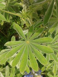 Close-up of fresh green plant