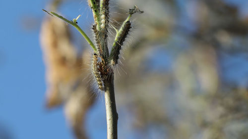 Close-up of flowering plant against blue sky