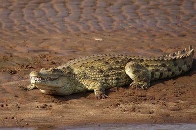 View of an animal on sand