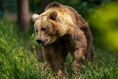 View of lion in the forest