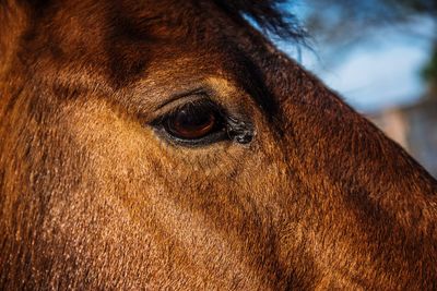 Close-up of a horse