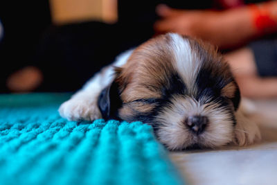 Close-up of puppy sleeping