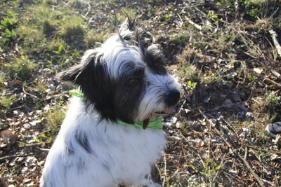 Close-up of dog