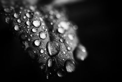 Close-up of water in black background