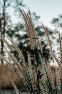 Close-up of frost on plant in winter