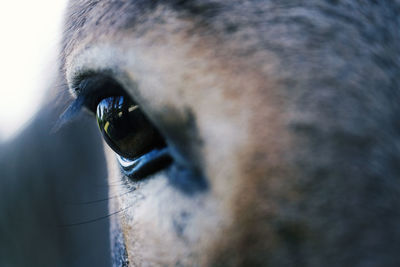 Close-up of a dog