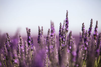 Close-up of purple flowers blooming on field