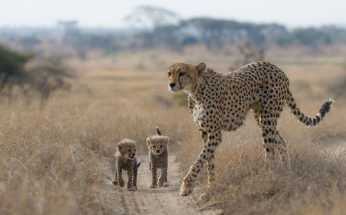 Cheetah male walking and looking for prey