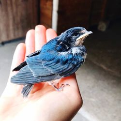 Close-up of hand holding small bird