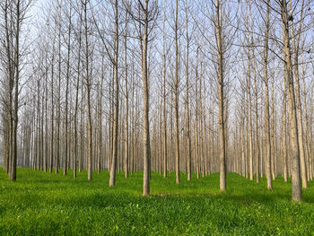 Bare trees in forest