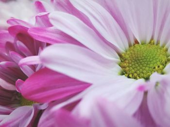 Full frame shot of flower