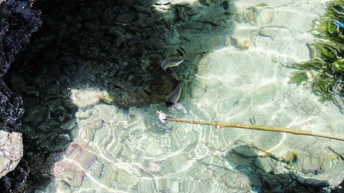 High angle view of turtle in water