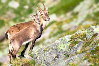 Deer standing on rock