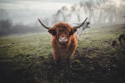 Portrait of a horse on field