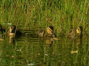 View of ducks swimming in lake