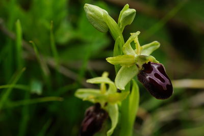 Close-up of purple flower buds growing on plant