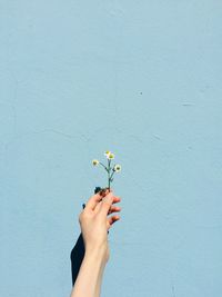 Low angle view of person hand holding flowering plant against wall