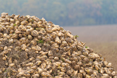 Close-up of pebbles on beach