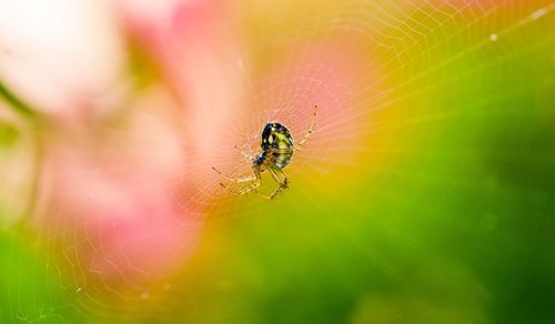 Close-up of spider on web