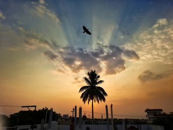 Silhouette birds flying against sky during sunset