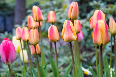 Close-up of pink tulips blooming outdoors