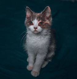 Portrait of kitten on black background