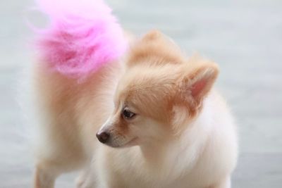 Close-up of a dog looking away