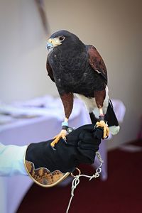 Close-up of bird perching outdoors