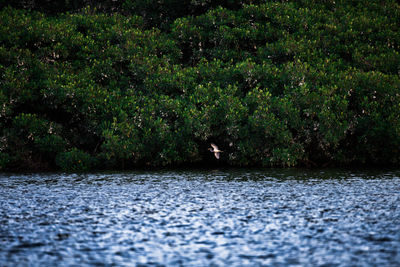 Scenic view of water against trees with single bird flying 