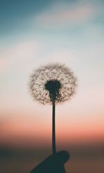 Close-up of dandelion against sky during sunset