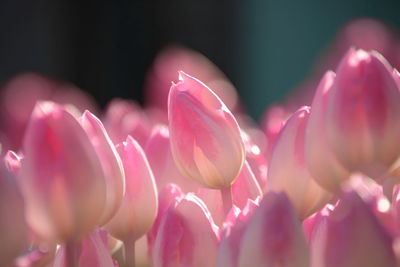 Close-up of pink tulips in park