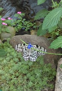 High angle view of butterfly on flower
