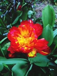 Close-up of red flower