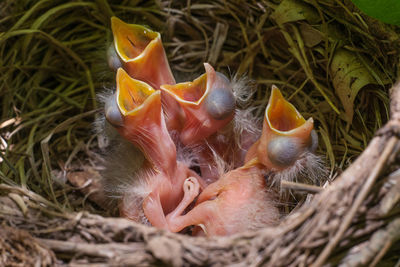 American robins nestlings ready to eat