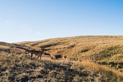 Horse in a field