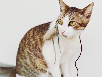 Close-up of cat against white background