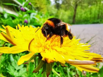 Bee pollinating flower